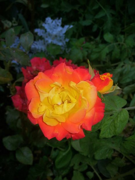  - Trandafiri 2019 II