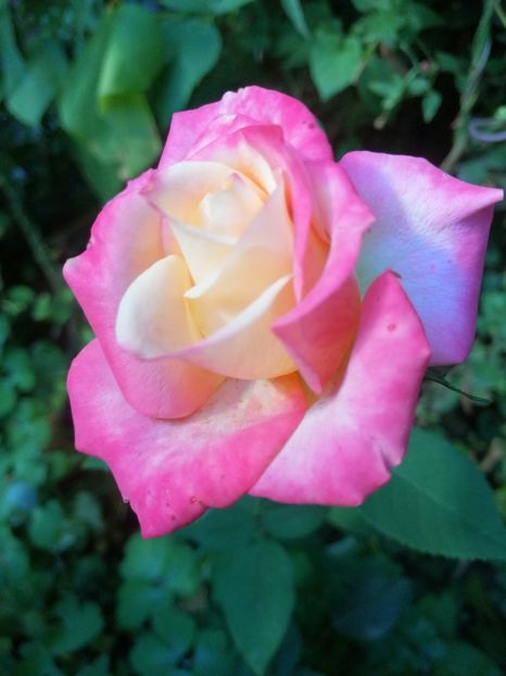  - Trandafiri 2019 II