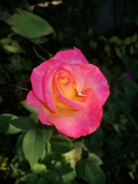  - Trandafiri 2019 II