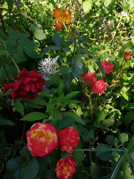  - Trandafiri 2019 II