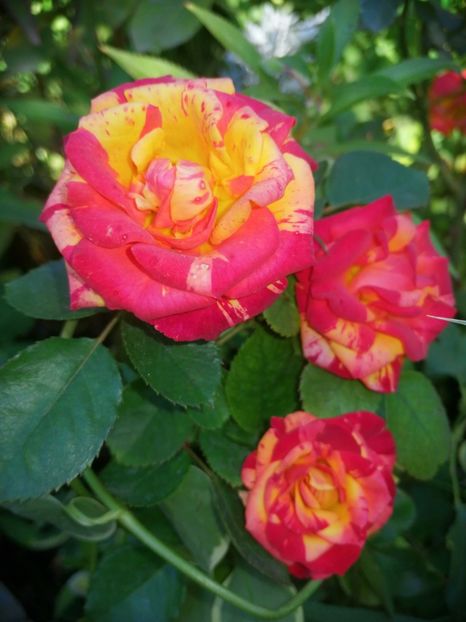  - Trandafiri 2019 II