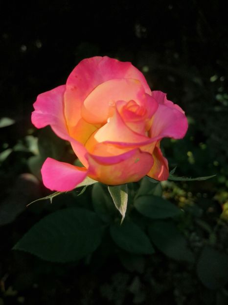  - Trandafiri 2019 II