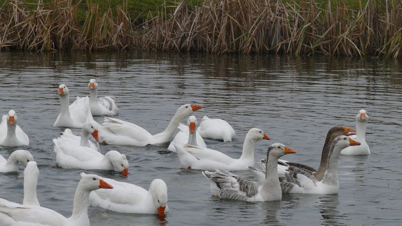 P1100917 - Gastele mele 2018 matca si bobocei 2019