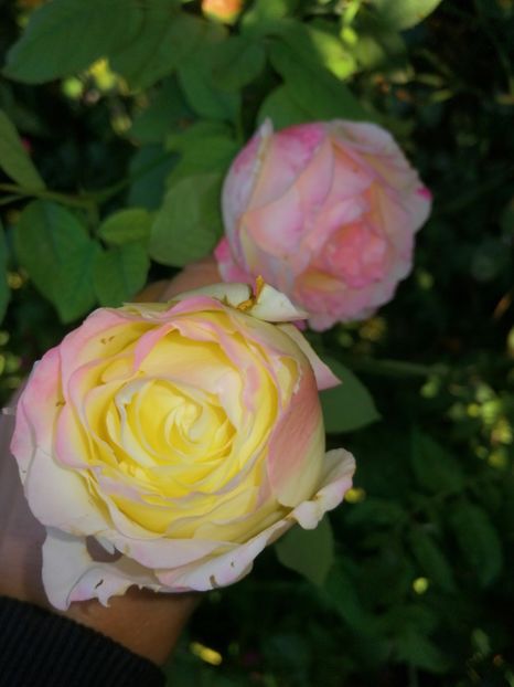  - Trandafiri 2019 II