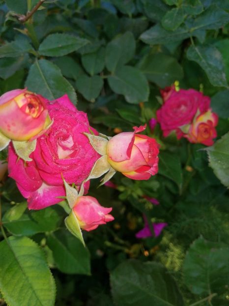  - Trandafiri 2019 II