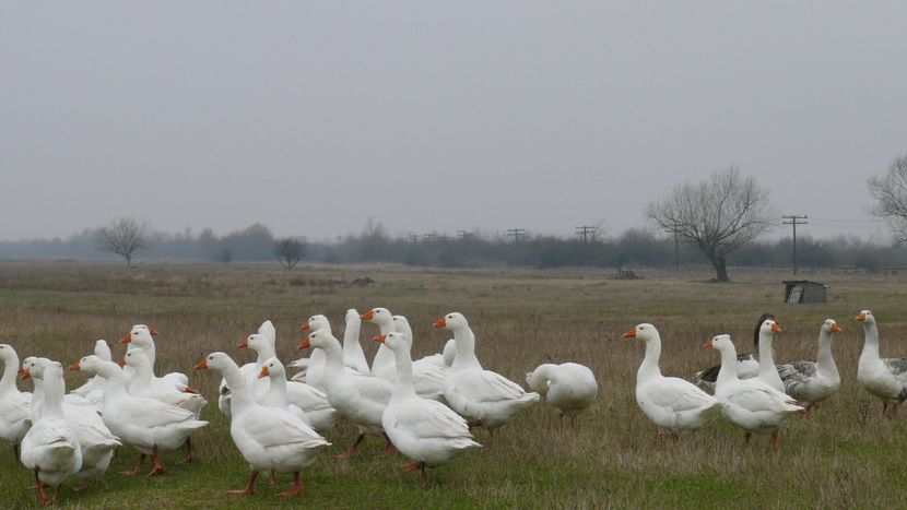 P1100924 - Gastele mele 2018 matca si bobocei 2019