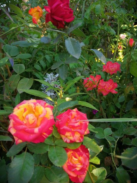  - Trandafiri 2019 II