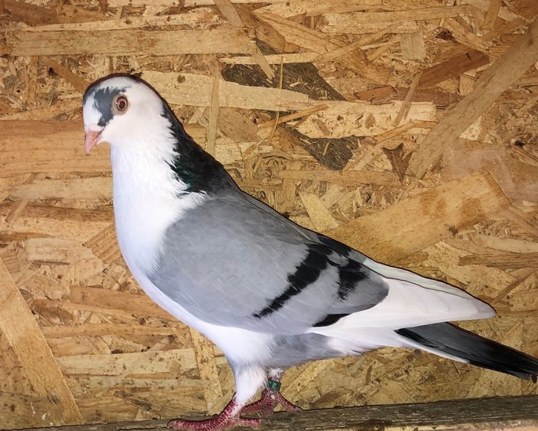 6988  femelă  2019 - 00001 porumbei dragi mie arhivă