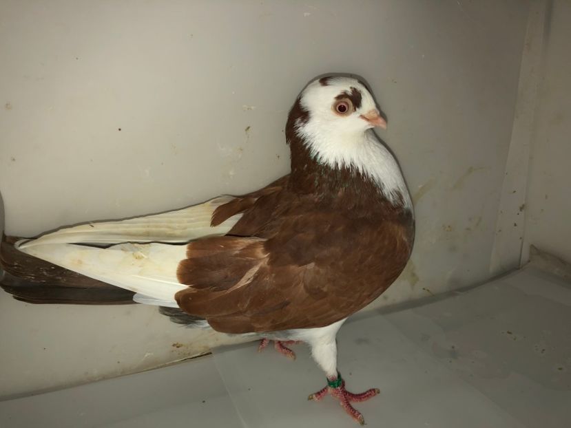 6890  femelă  2019 - B - perechi 2022