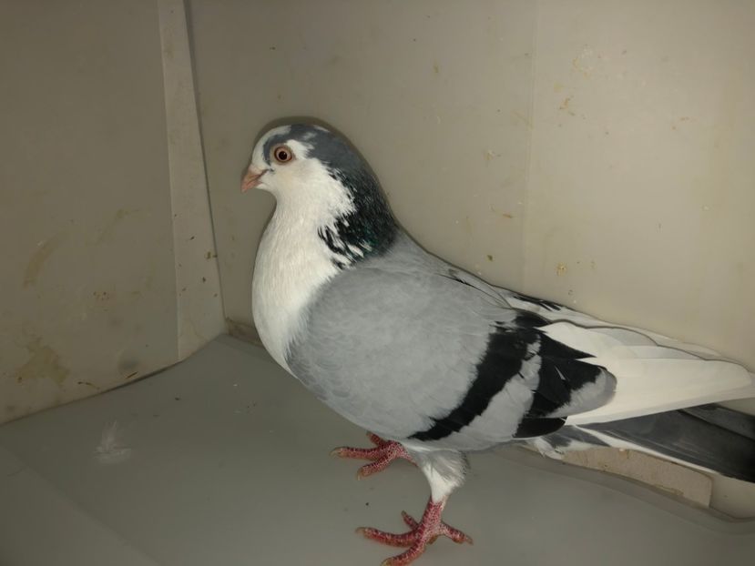 6999  mascul  2019 - B - perechi 2022