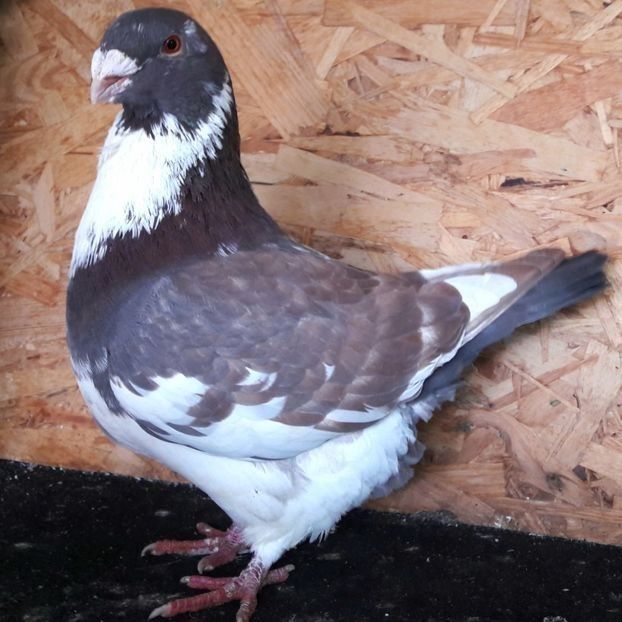  - 3---AGH DAȚI 2019 - 2025