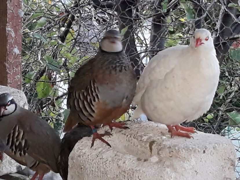  - Potarnichi de stanca