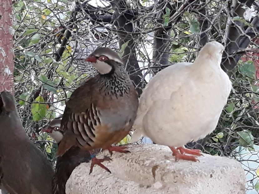  - Potarnichi de stanca