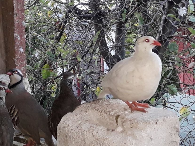  - Potarnichi de stanca