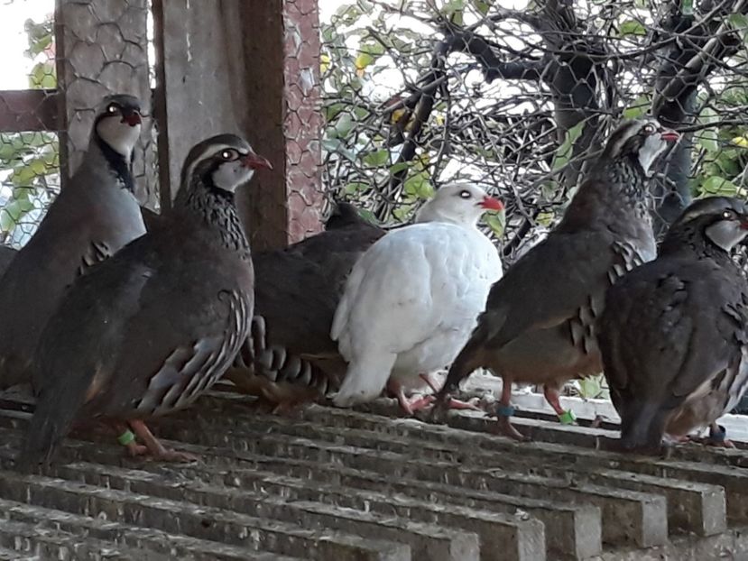  - Potarnichi de stanca