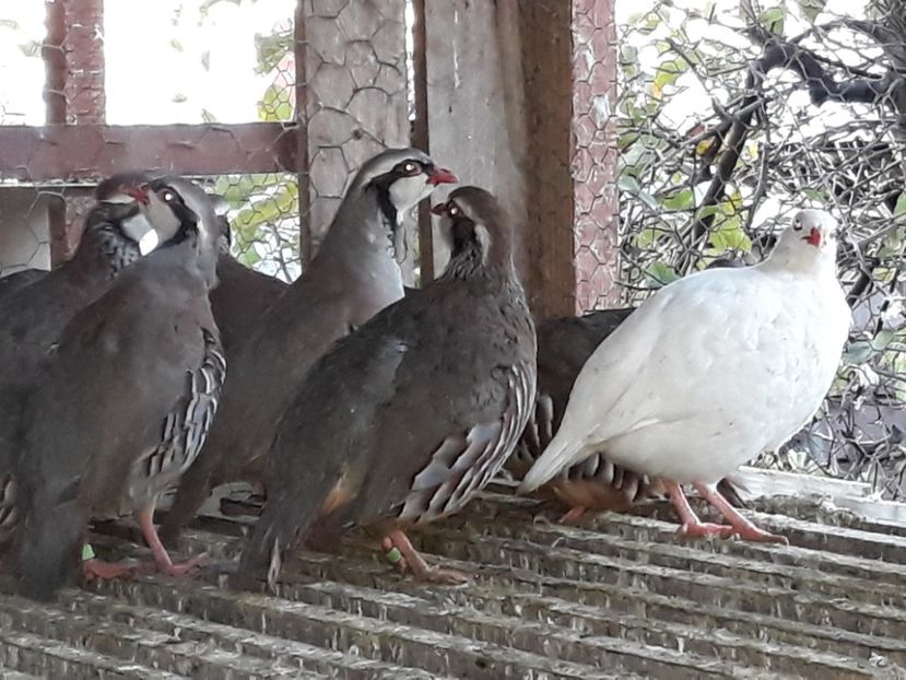  - Potarnichi de stanca