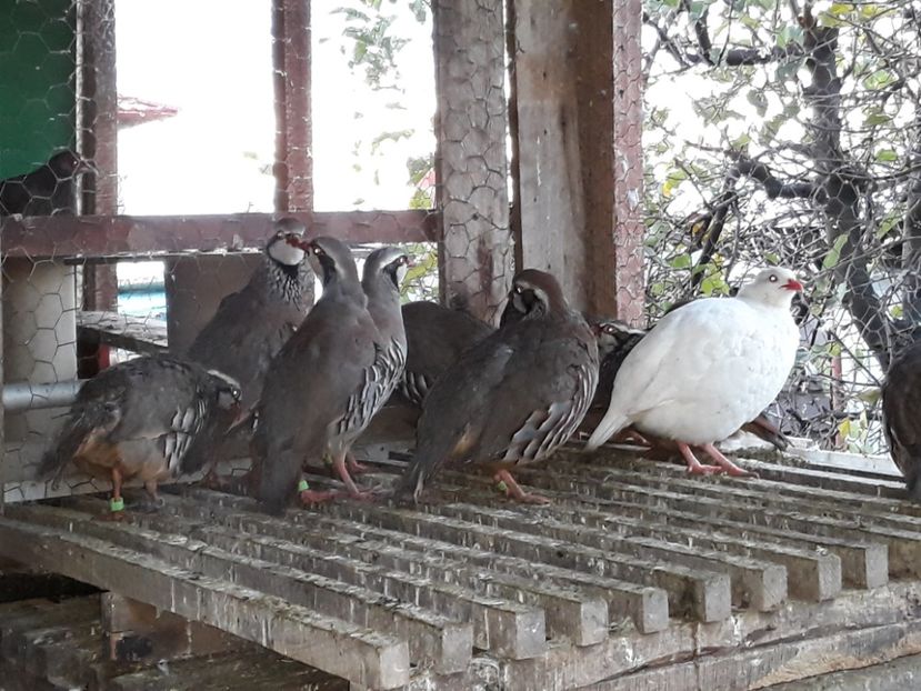  - Potarnichi de stanca