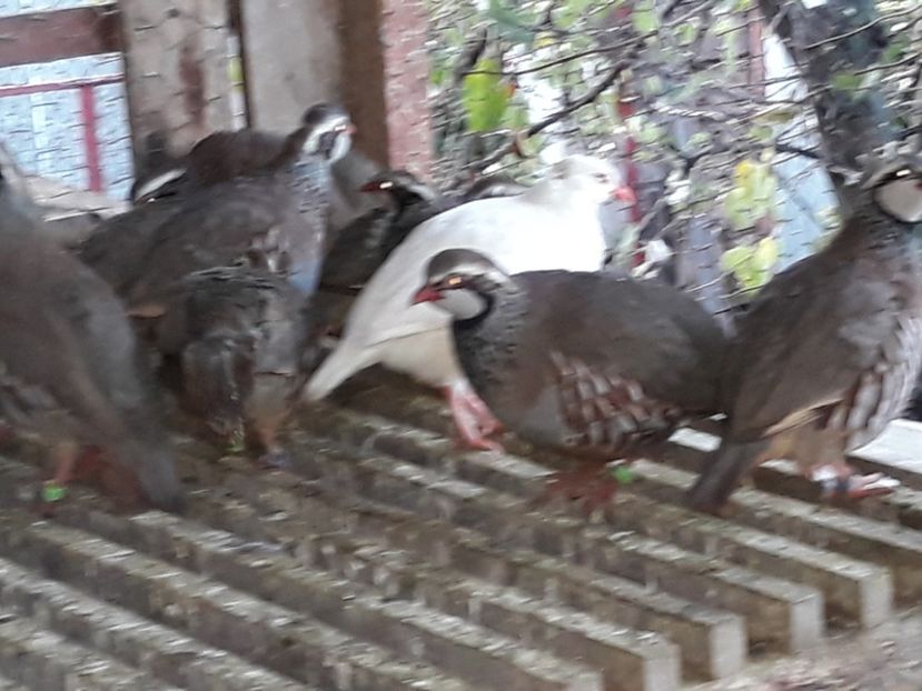  - Potarnichi de stanca