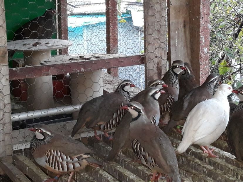  - Potarnichi de stanca