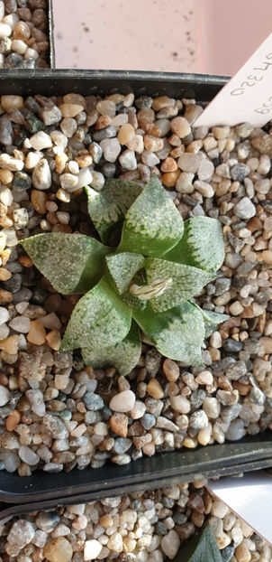 Haworthia picta GM 259 x Haworthia esterhuizenii GM 320 - Haworthia