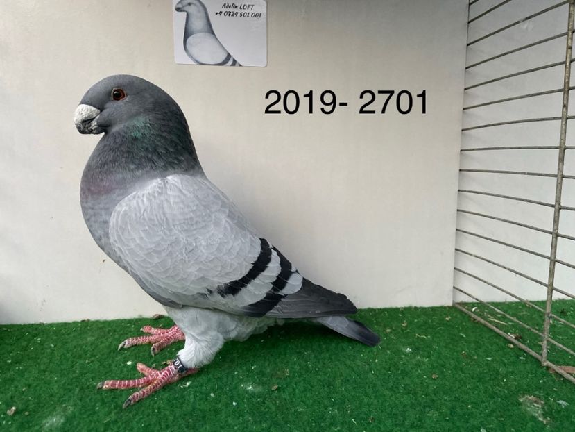 F0B94124-1CC5-4338-B184-47356D0665ED - Asr 2019
