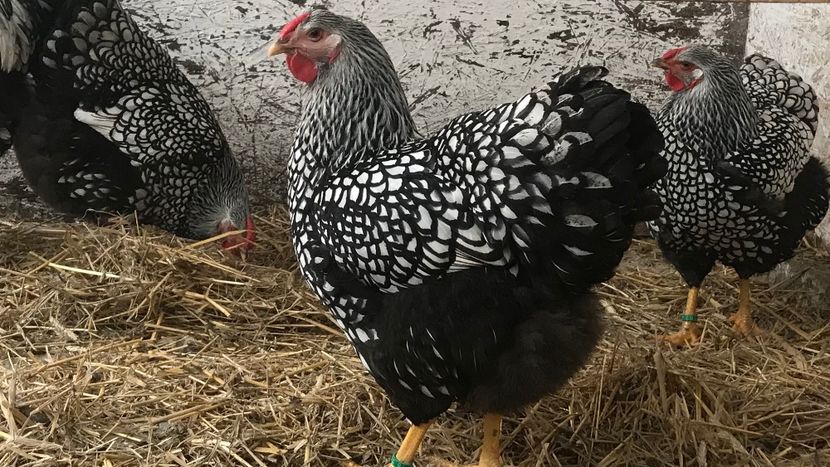 Achizitie Triller Thomas - Wyandotte argintiu