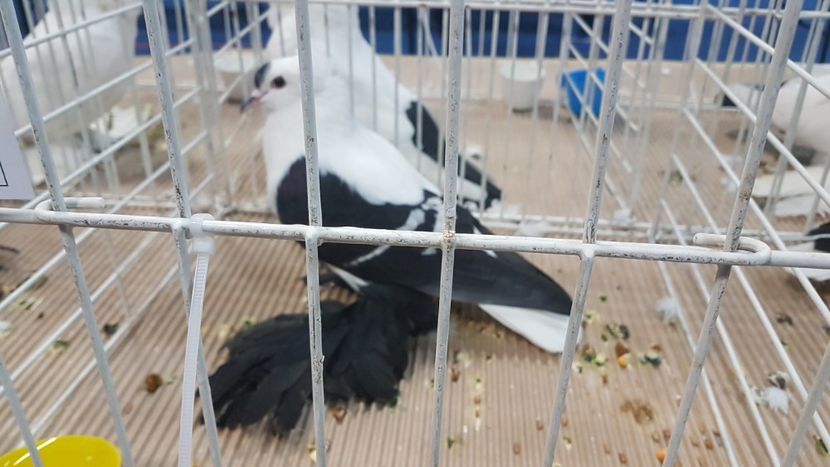  - Expoziția Națională 14-15 dec 2019 Bucuresti