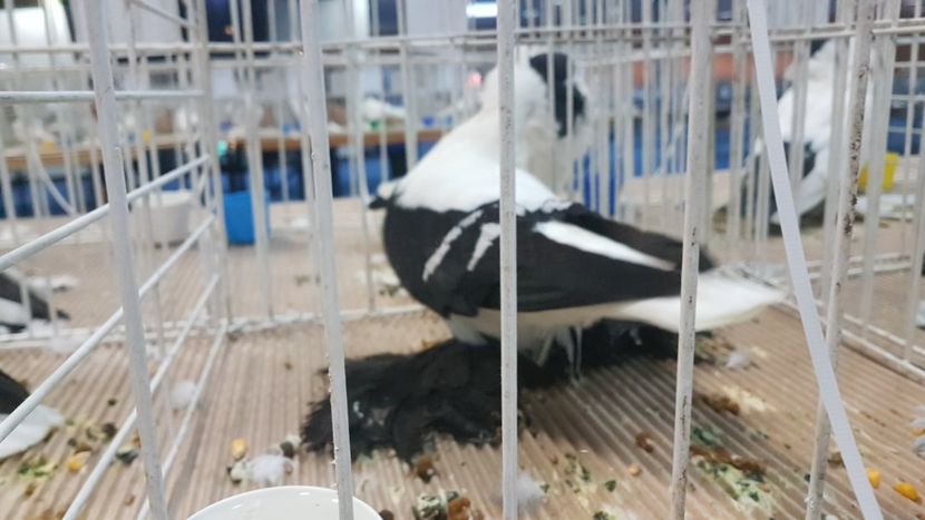  - Expoziția Națională 14-15 dec 2019 Bucuresti