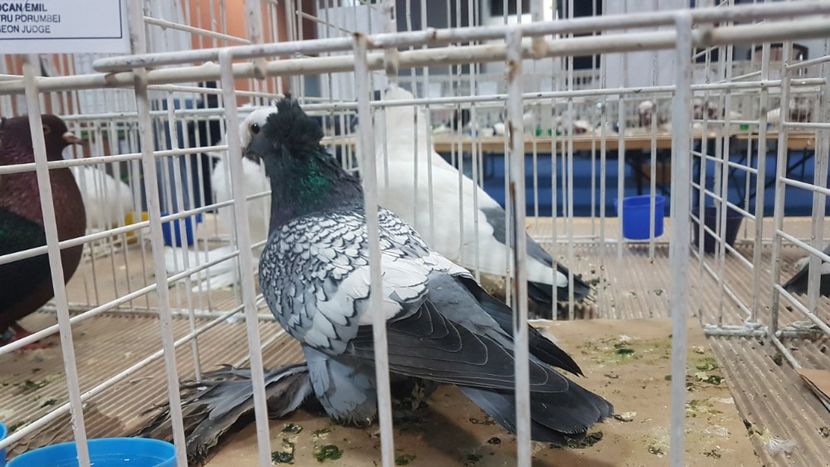  - Expoziția Națională 14-15 dec 2019 Bucuresti