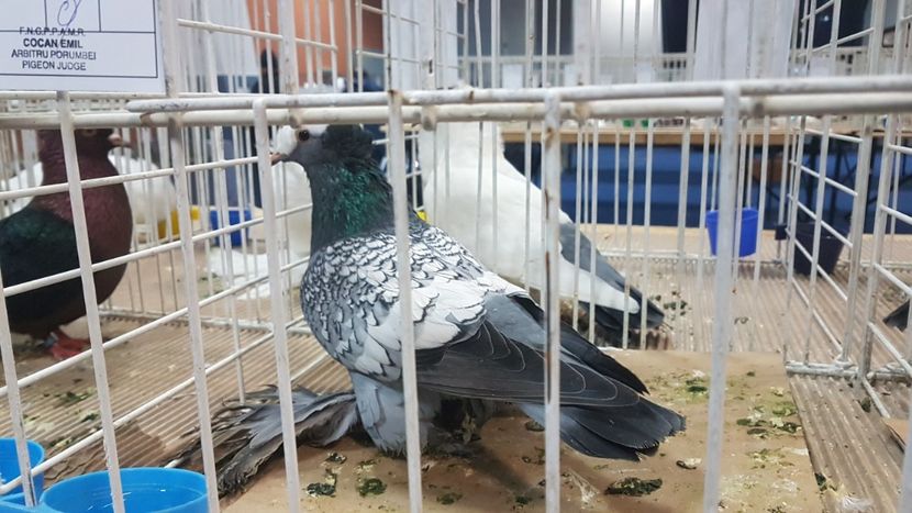  - Expoziția Națională 14-15 dec 2019 Bucuresti