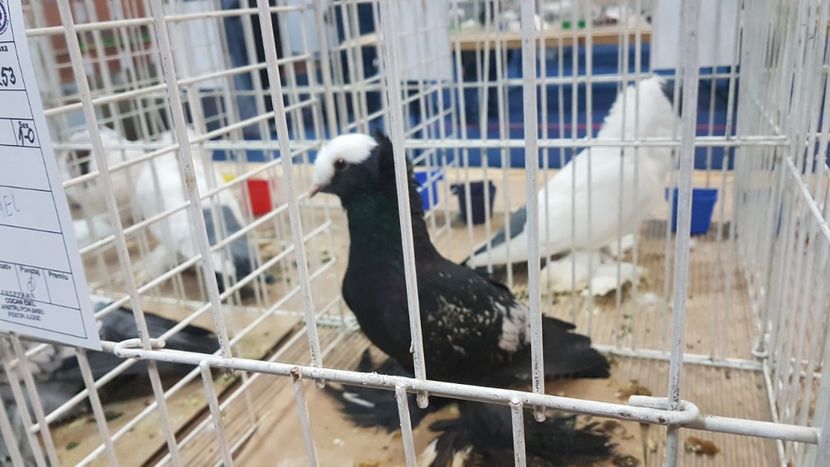  - Expoziția Națională 14-15 dec 2019 Bucuresti