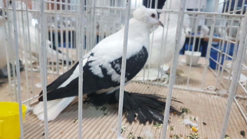  - Expoziția Națională 14-15 dec 2019 Bucuresti