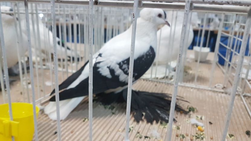  - Expoziția Națională 14-15 dec 2019 Bucuresti