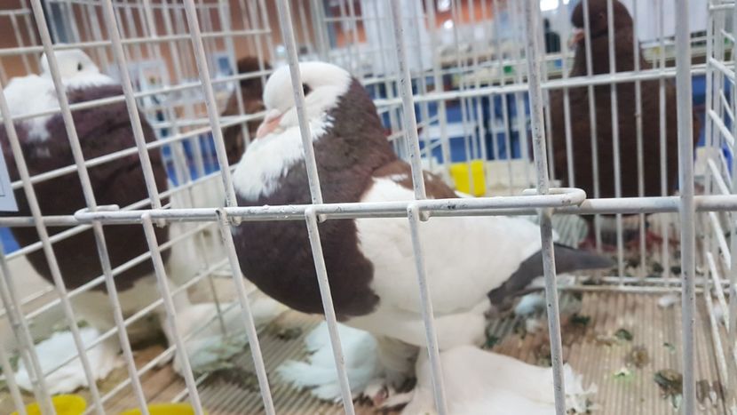  - Expoziția Națională 14-15 dec 2019 Bucuresti