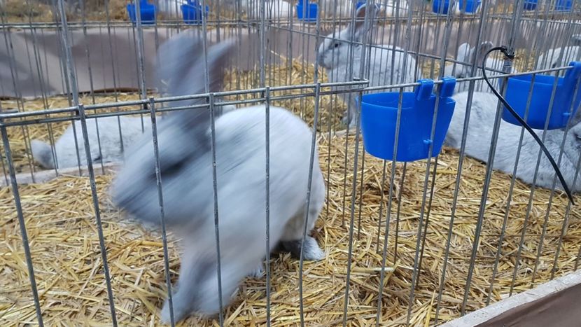  - Expoziția Națională 14-15 dec 2019 Bucuresti