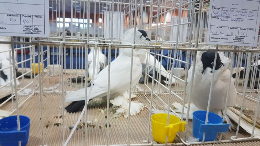  - Expoziția Națională 14-15 dec 2019 Bucuresti