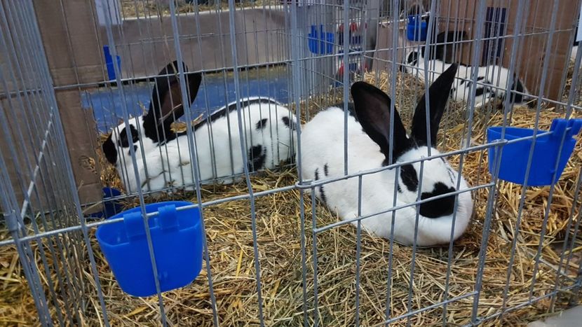  - Expoziția Națională 14-15 dec 2019 Bucuresti