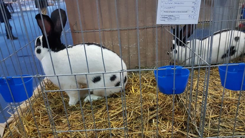  - Expoziția Națională 14-15 dec 2019 Bucuresti