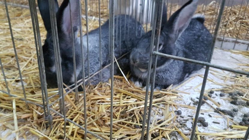  - Expoziția Națională 14-15 dec 2019 Bucuresti