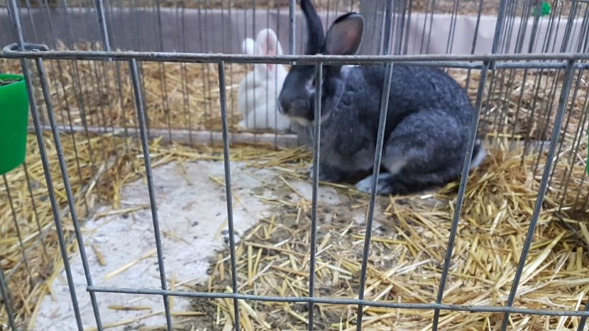  - Expoziția Națională 14-15 dec 2019 Bucuresti