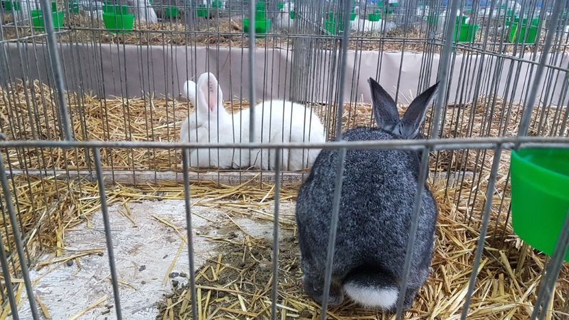  - Expoziția Națională 14-15 dec 2019 Bucuresti