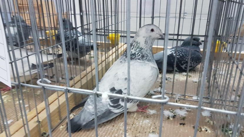  - Expoziția Națională 14-15 dec 2019 Bucuresti