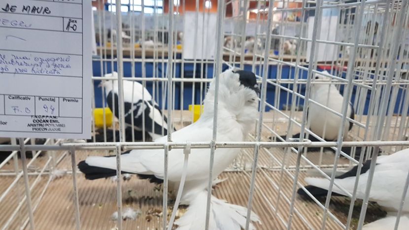  - Expoziția Națională 14-15 dec 2019 Bucuresti