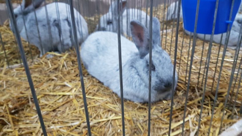  - Expoziția Națională 14-15 dec 2019 Bucuresti