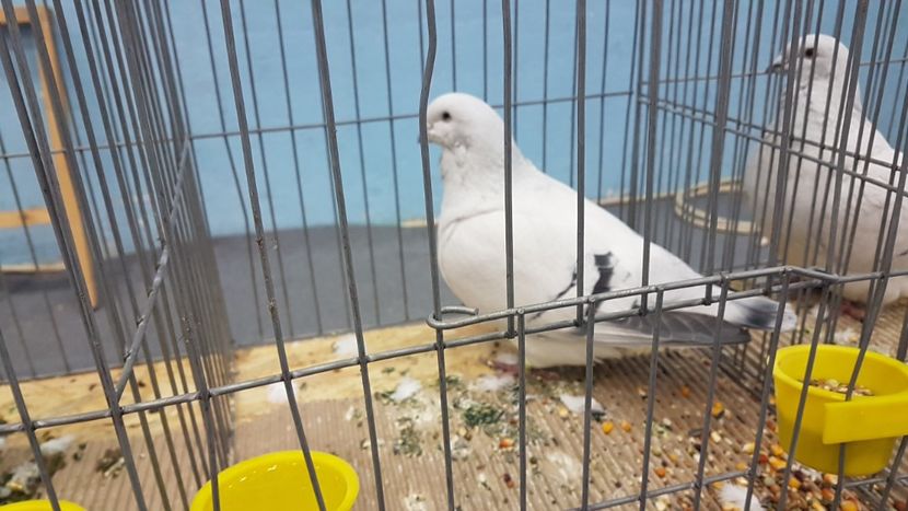  - Expoziția Națională 14-15 dec 2019 Bucuresti