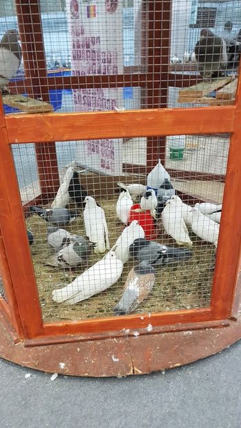  - Expoziția Națională 14-15 dec 2019 Bucuresti