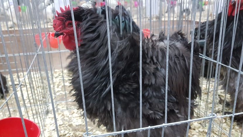  - Expoziția Națională 14-15 dec 2019 Bucuresti