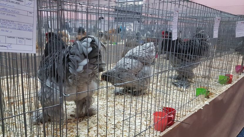  - Expoziția Națională 14-15 dec 2019 Bucuresti