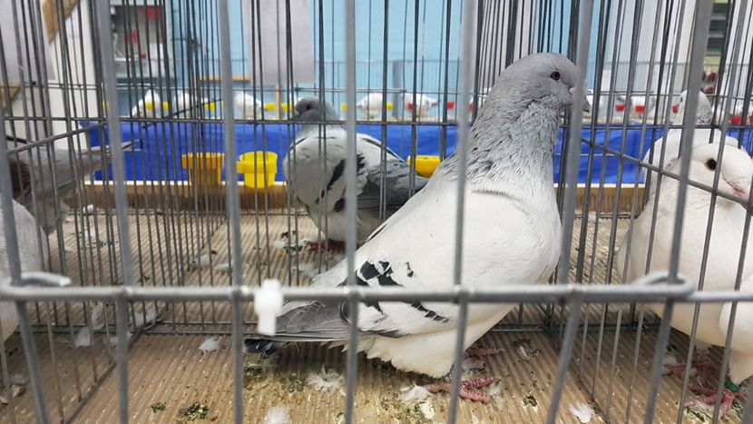  - Expoziția Națională 14-15 dec 2019 Bucuresti