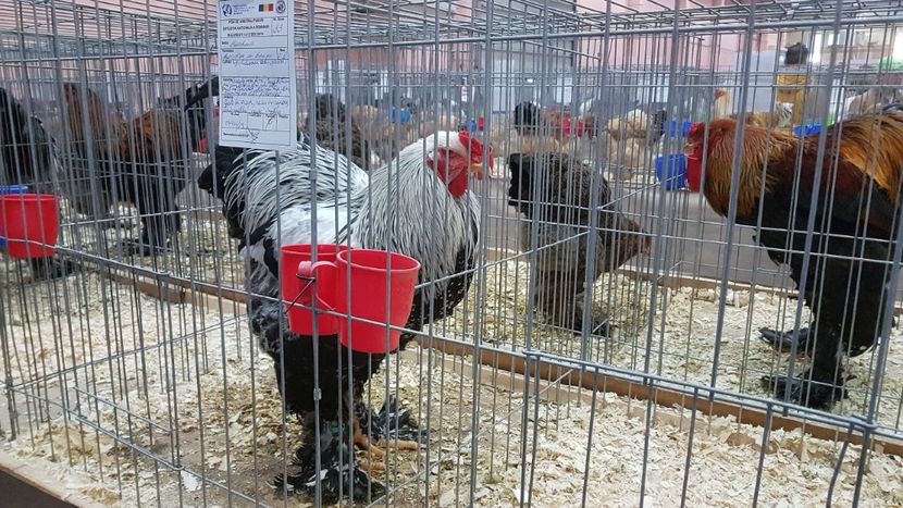  - Expoziția Națională 14-15 dec 2019 Bucuresti